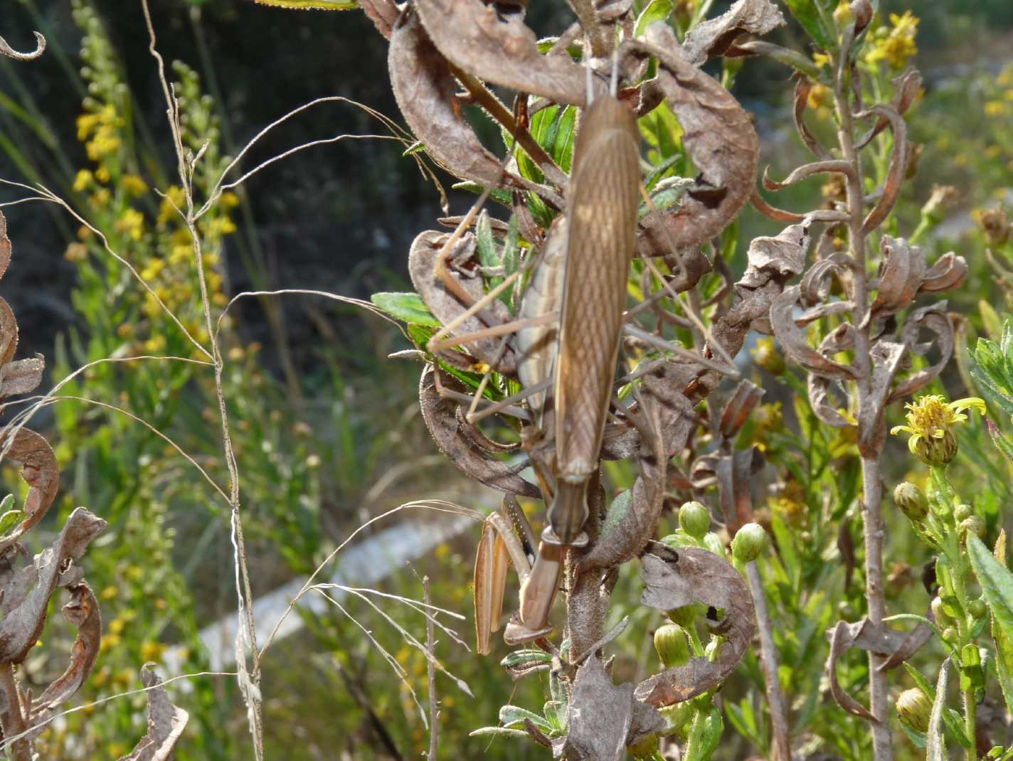 Accoppiamento Mantis religiosa